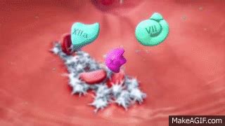 Blood Clot Formation - Coagulation Factors & Platelets on Make a GIF