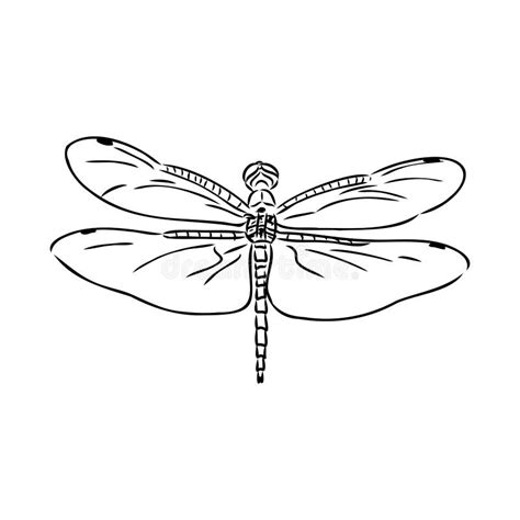 Dragonfly Black and White Sketch with Delicate Wings Vector Illustration Black and White Sketch ...