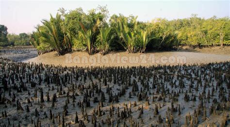 Tourism Bangladesh: Worlds Largest Mangrove Forest Sundarbans