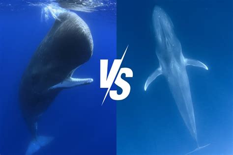 Blue Whale – Ocean Action Hub