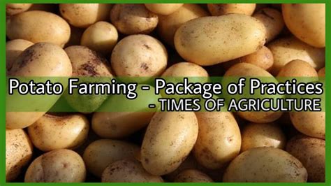 How to Start Potato Farming – Package of Practices - TIMES OF AGRICULTURE