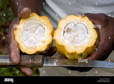 Cocoa pod Theobroma cacao cut open exposing the beans inside Dominica Stock Photo: 18739204 - Alamy