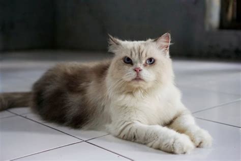 Himalayan Cat Health Problems: 6 Vet-Reviewed Issues - Excited Cats