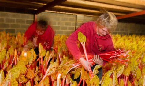 Mysteries of the Rhubarb Triangle, revealed by Martin Parr | Food | The ...