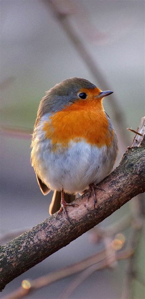 A cute robin - About Wild Animals