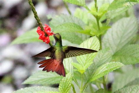 Rufous-tailed Hummingbird | Western Australian Naturalists Club