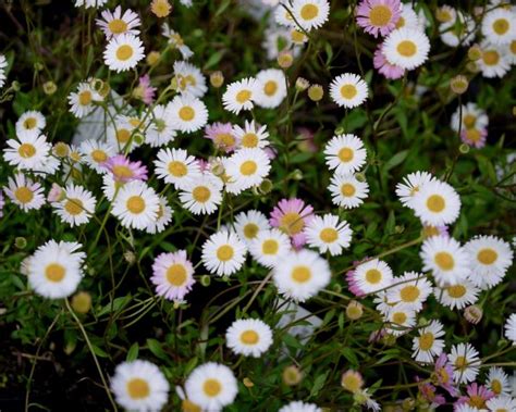 Erigeron karvinskianus - Mount Venus Nursery