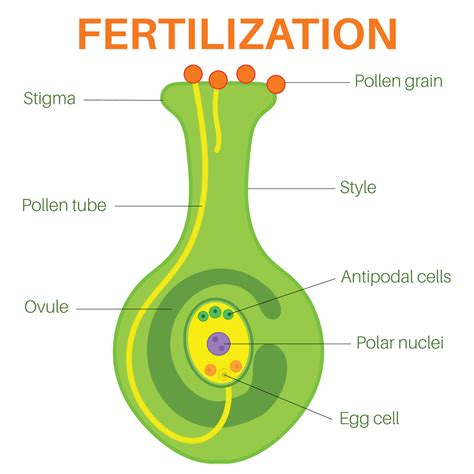 What Is Fertilization