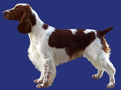 Welsh Springer Spaniel Grooming