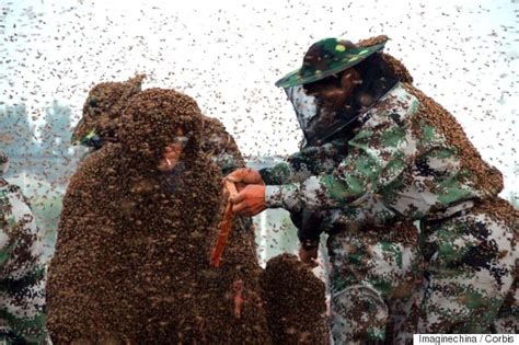 Man Wears Suit Made Of 1.1 Million Bees In Attempt To Set World Record | HuffPost