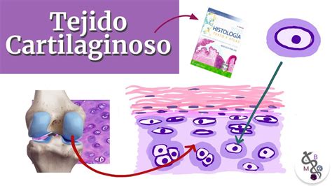 Tejido cartilaginoso (Cartílago) | Histología Ross - YouTube