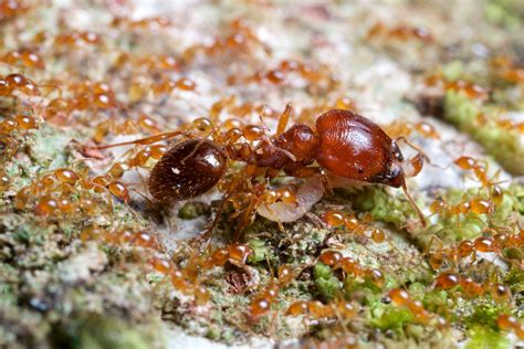 Marauder ants (Carebara sp.) | Photo from Gunung Leuser nati… | Flickr