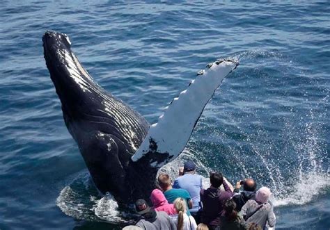 New England Aquarium Boston Whale Watching Tours