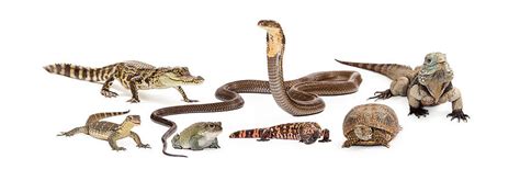 Group Of Various Reptiles Photograph by Susan Schmitz