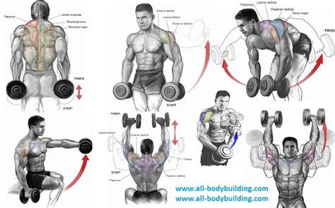 Top 6 Dumbbell Exercises for Shoulders ~ multiple fitness