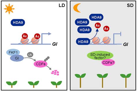 Frontiers | Arabidopsis HISTONE DEACETYLASE 9 Stimulates Hypocotyl Cell ...