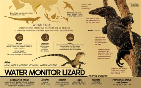 Water Monitor Lizard: Facts, Strength, Habitat | Roundglass | Sustain