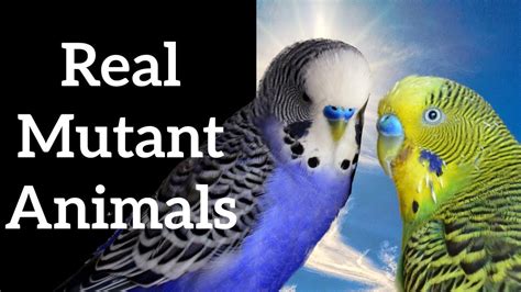 Real Mutant Animals - Genetic Mutations Explained - YouTube