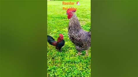 Rooster sounds 🐔 - YouTube