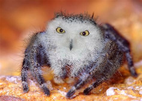 The Spowl | Weird animals, Bizarre animals, Animals