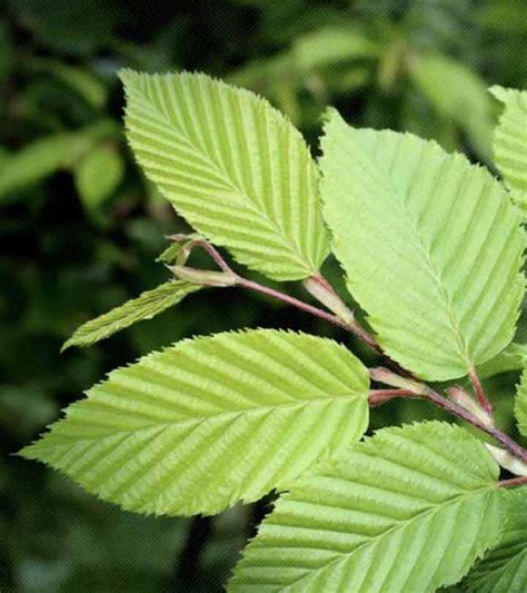 9 Amazing Benefits Of Slippery Elm For Skin, Hair And Health Slippery ...