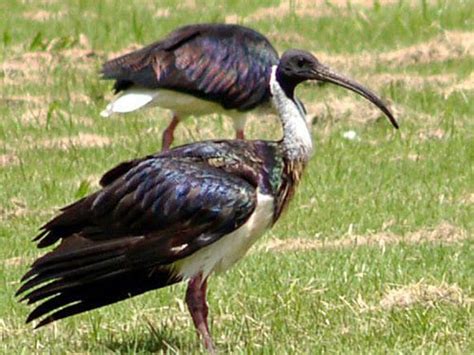 Threskiornithidae Index - Ibises And Spoonbills