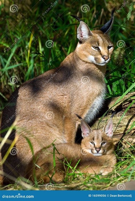 Caracal with baby stock photo. Image of adorable, baby - 16599056