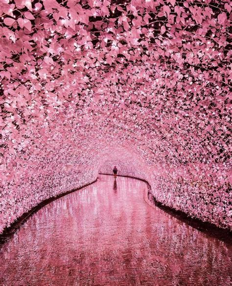 Cherry Blossom Tunnel, Japan | Japan, Fotografie, Evenement