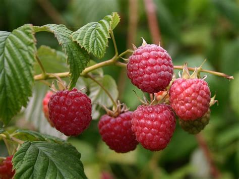 Gemeine Himbeere / Wildhimbeere - Rubus idaeus - Baumschule Horstmann