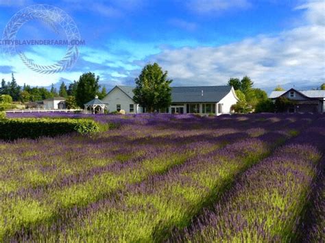 23 Breathtaking Lavender Farms & Fields in Washington State - Emerald City Dream