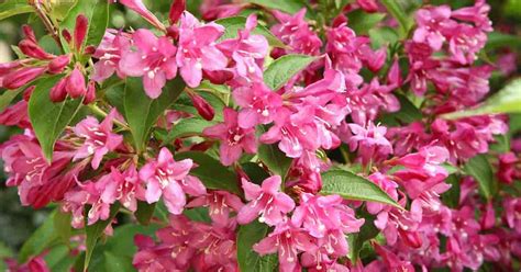 Weigela Shrub Care: Growing Weigelas | Planting | Selecting | Pruning ...