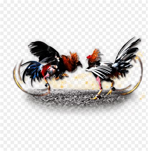 Free download | HD PNG imagenes de gallos de pelea PNG transparent with Clear Background ID ...