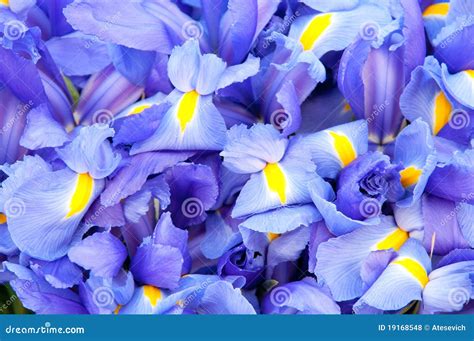 Blue iris background stock photo. Image of bouquet, yellow - 19168548