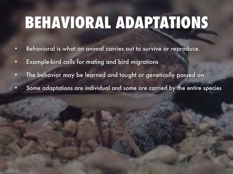 Behavioral Adaptations In Animals