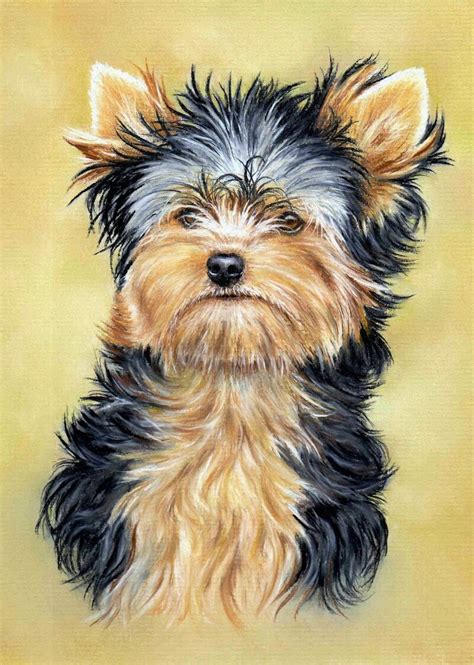 How To Draw the Eye of a Yorkshire Terrier (Video) — The Colin Bradley ...