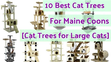 cat_climbing_structures_maine_coon_cats | Cat Climbing Structures