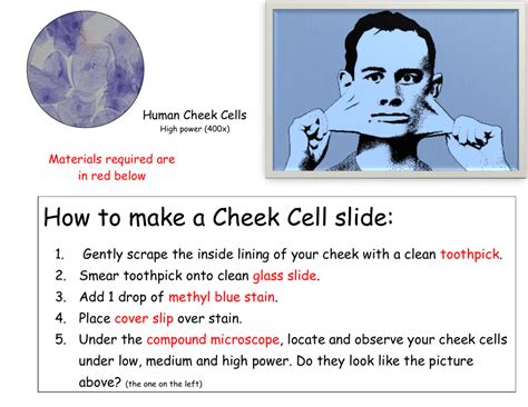 Cheek Cell Structure