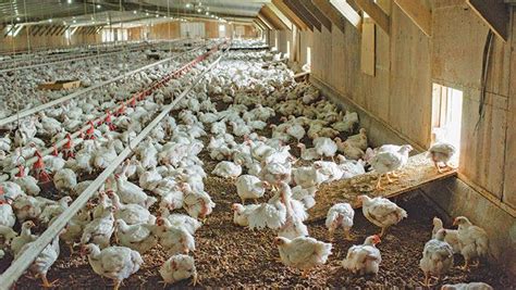 Poultry Farming Definition - Farm House