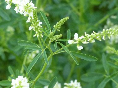 Sweet White Clover: Pictures, Flowers, Leaves & Identification | Melilotus albus