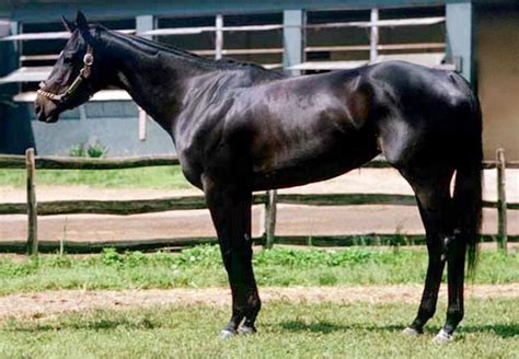 Equine | Color Genetics | Thoroughbred horse racing, Beautiful horses ...