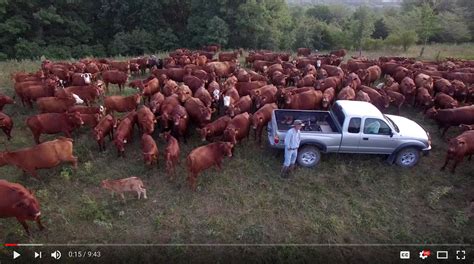 Greg Judy - Green Pastures Farm - Pioneer Agroforestry Farm Series ...