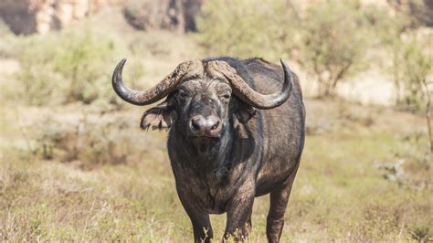 Denham Court: Woman attacked by buffalo in Sydney | Herald Sun