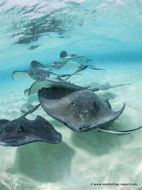 Snorkeling Stingray City - Grand Cayman