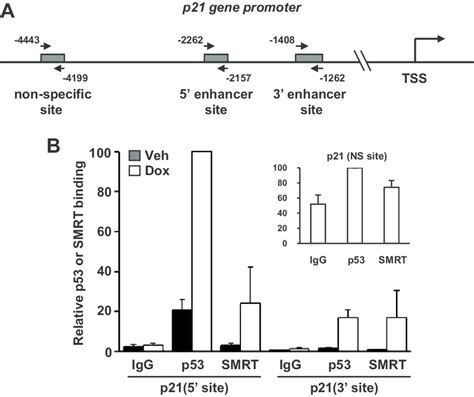 SMRT associates with p53 binding sites on the p21 gene. (A) Schematic... | Download Scientific ...