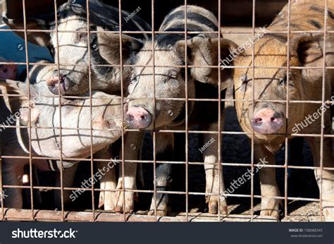 Pigs Cage Stock Photo 108068345 | Shutterstock