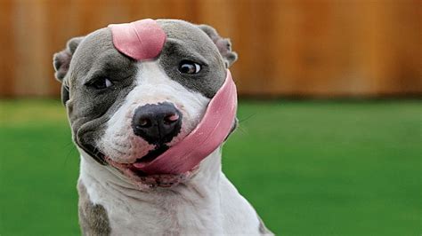 Animals dogs funny 1920x1080 Animals Dogs HD Art, animals, dogs, HD wallpaper | Wallpaperbetter