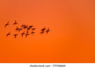 Flying Birds Sunset Background Stock Photo 779786869 | Shutterstock