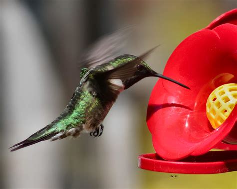 Solve Hummingbird jigsaw puzzle online with 180 pieces