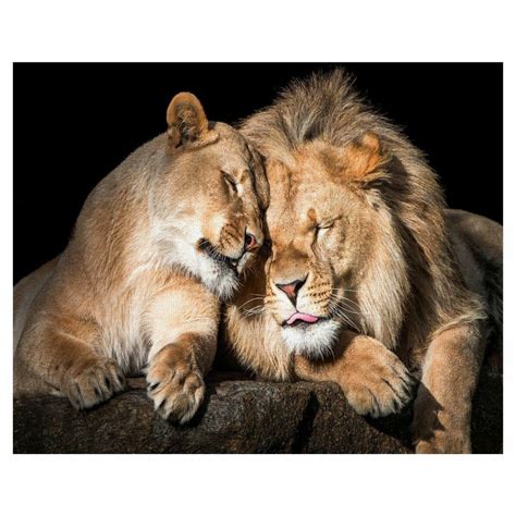 Create meme "lions kiss photo, lions cuddling, picture lion and lioness ...