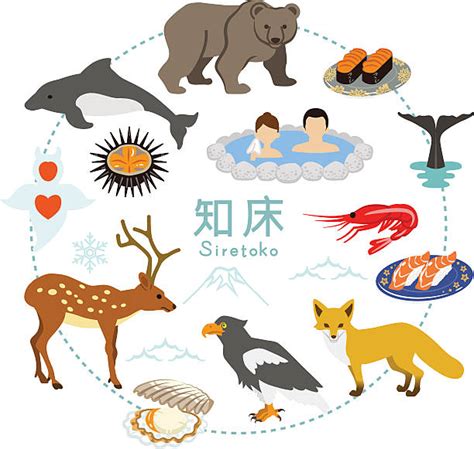 Shiretoko NationalparkIllustrationer och vektorbilder - iStock